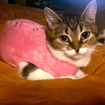 Reba momma -  Tabby Cat for Adoption in Midland, Michigan - Reba Momma | PetCurious