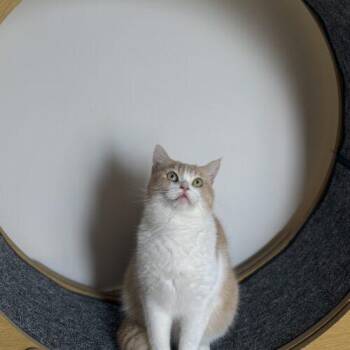 Domestic Short Hair Cats Available for Adoption in Toronto, Ontario - TOM | PetCurious