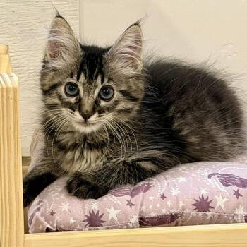 Yancey Silverman -  Domestic Medium Hair Cat for Adoption in Eagle Mountain, Utah - Yancey Silverman | PetCurious