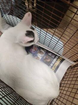 Jora -  Domestic Short Hair Cat for Adoption in Austin, Texas - Jora | PetCurious