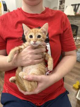 Whopper Jr. (Available for pre-adoption) -  Domestic Short Hair Cat for Adoption in Camden, South Carolina - Whopper Jr. (Available For Pre-adoption) | PetCurious