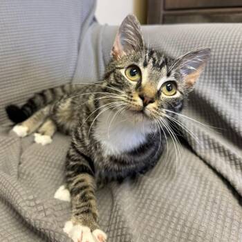 Domestic Short Hair Cats Available for Adoption in Buffalo, Minnesota - Scarpetta *Meet Me At Eden Prairie Petsmart* | PetCurious