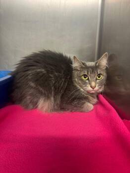 Drew Barrymore -  Domestic Medium Hair Cat for Adoption in Sorrento, Louisiana - Drew Barrymore | PetCurious