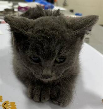 Domestic Short Hair Cats Available for Adoption - JADE | PetCurious