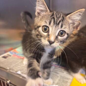 Domestic Short Hair Cats Available for Adoption in Belleville, Illinois - Spunky | PetCurious
