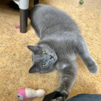 Domestic Short Hair Cats Available for Adoption in Dublin, California - Lola | PetCurious