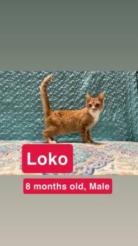 Loko -  Domestic Short Hair Cat for Adoption in Winchester, Indiana - Loko | PetCurious