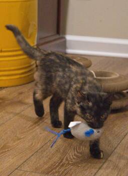 Mary -  Domestic Short Hair Cat for Adoption in Nashville, Tennessee - Mary | PetCurious