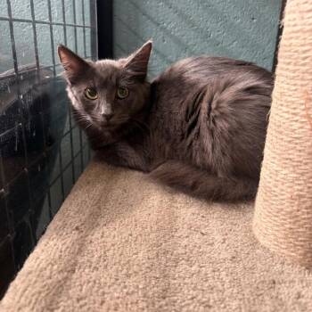Jolene -  Domestic Medium Hair Cat for Adoption in Sarasota, Florida - Jolene | PetCurious