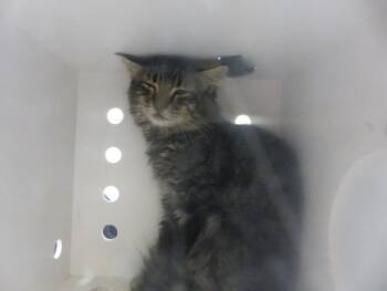 Rescue Domestic Medium Hair Cats for Adoption in Santa Fe, New Mexico - BOZ | PetCurious