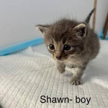 Shawn -  American Shorthair Cat for Adoption in Spring Hill, Kansas - Shawn | PetCurious
