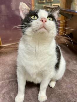 Domestic Short Hair Cats Available for Adoption in Little Rock, Arkansas - Maggie | PetCurious
