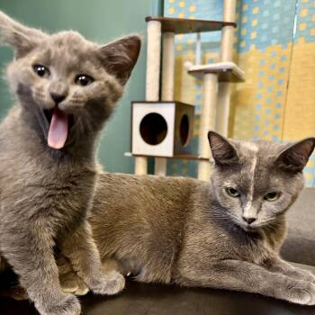 Marzipan & Praline -  Dilute Tortoiseshell and Russian Blue Cat for Adoption in UNIVERSITY PA, Maryland - Marzipan & Praline | PetCurious