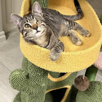 Rescue Domestic Short Hair Cats for Adoption in Choctaw, Oklahoma - Ellie | PetCurious