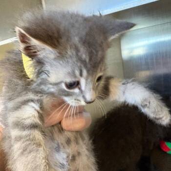 Iono -  Domestic Short Hair Cat for Adoption in Newark, New Jersey - Iono | PetCurious