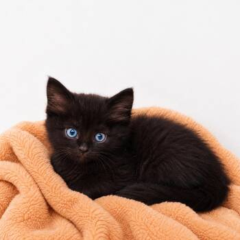 Fonzie -  Domestic Medium Hair Cat for Adoption in Tucson, Arizona - Fonzie | PetCurious