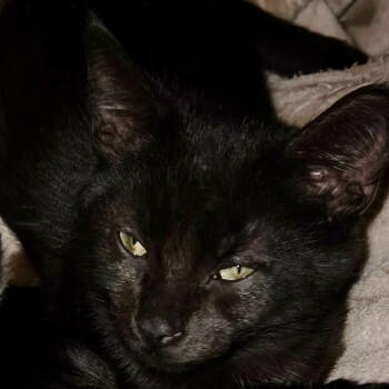 Rescue Domestic Short Hair Cats for Adoption in Winchendon, Massachusetts - Luna | PetCurious