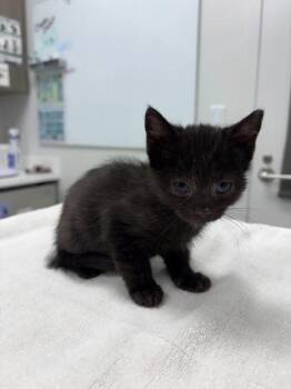 Cricket -  Domestic Short Hair Cat for Adoption in Kansas City, Missouri - Cricket | PetCurious