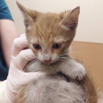 Toulouse -  Domestic Short Hair Cat for Adoption in Reno, Nevada - Toulouse | PetCurious
