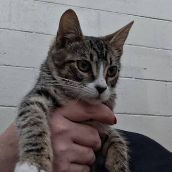 Pax -  Domestic Short Hair Cat for Adoption in Auburn, Alabama - Pax | PetCurious