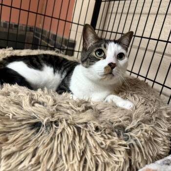 Domestic Short Hair Cats Available for Adoption - Biggie | PetCurious