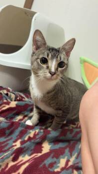 Emma -  Domestic Short Hair Cat for Adoption in Zimmerman, Minnesota - Emma | PetCurious