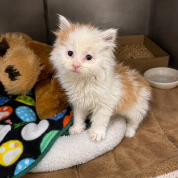 Scooter -  Domestic Medium Hair Cat Available for Adoption in Redwood Falls, Minnesota - Scooter | PetCurious