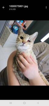 Domestic Short Hair Cats Available for Adoption in Metamora, Illinois - Myrtle The Turtle | PetCurious
