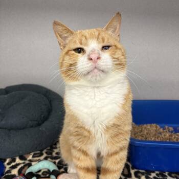 Tacky -  Domestic Short Hair Cat for Adoption in Bear, Delaware - Tacky | PetCurious