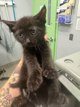 Horseshoe -  Domestic Short Hair Cat for Adoption in Bloomington, Indiana - Horseshoe | PetCurious