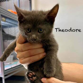 Domestic Short Hair Cats Available for Adoption in Hannibal, Missouri - Theodore | PetCurious