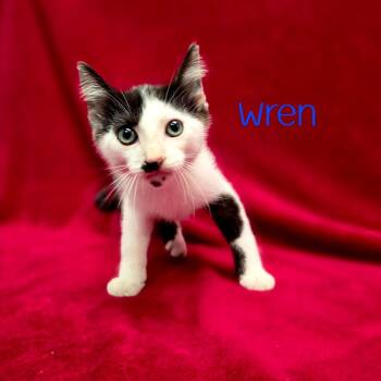 Wren -  Domestic Short Hair Cat for Adoption in Parkersburg, West Virginia - Wren | PetCurious