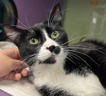 VAQUITA -  Domestic Short Hair Cat Available for Adoption in Santa Cruz, California - VAQUITA | PetCurious
