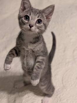 Dill -  Tabby and Domestic Short Hair Cat for Adoption in Howell, Michigan - Dill | PetCurious