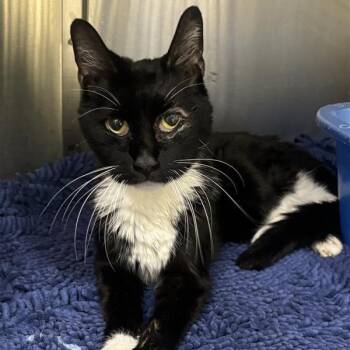 Socks -  Domestic Short Hair Cat for Adoption in Prince Frederick, Maryland - Socks | PetCurious