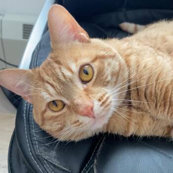 Domestic Short Hair Cats Available for Adoption - Pichu | PetCurious