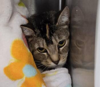 Domestic Short Hair Cats Available for Adoption - Carrie | PetCurious