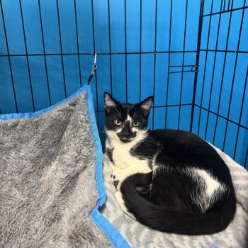 Sylvester -  Domestic Short Hair Cat for Adoption in Louisville, Kentucky - Sylvester | PetCurious