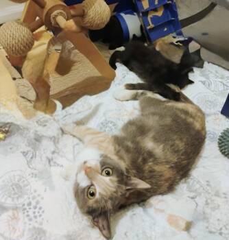 Bluth Family:  Lucille (Mama) -  Calico and Domestic Short Hair Cat for Adoption - Bluth Family:  Lucille (Mama) | PetCurious