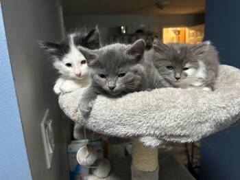 Domestic Medium Hair Cats Available for Adoption - **Cat Cafe** Alfalfa | PetCurious