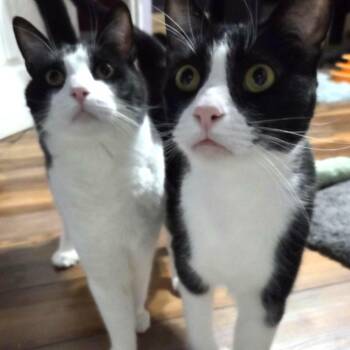 HEMMINGWAY and CUDDLESWORTH -  Extra Toes Cat Hemingway Polydactyl Cat for Adoption in Loveland, Colorado - HEMMINGWAY And CUDDLESWORTH | PetCurious
