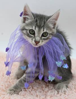 Lindt (As Sweet as Her Name) -  Tabby Cat for Adoption in Mobile, Alabama - Lindt (As Sweet As Her Name) | PetCurious