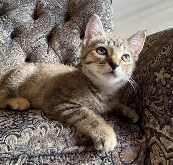 Rescue Domestic Short Hair Cats for Adoption in Murfreesboro, Tennessee - Alfie | PetCurious