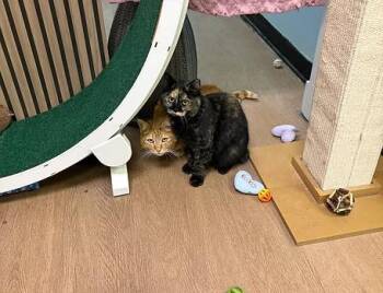 Domestic Short Hair Cats Available for Adoption - Pumpkin + Cinnamon | PetCurious