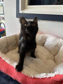 Ana @PetSmart Salem -  Domestic Medium Hair Cat for Adoption in Newberg, Oregon - Ana @PetSmart Salem | PetCurious