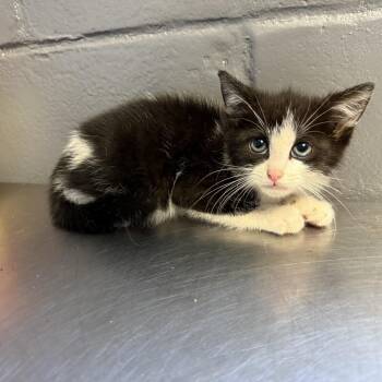 TUSC-Stray-84650 -  Domestic Short Hair Cat for Adoption in Tuscaloosa, Alabama - TUSC-Stray-84650 | PetCurious