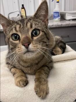 Rescue Domestic Short Hair Cats for Adoption in Hartford City, Indiana - Dakota | PetCurious
