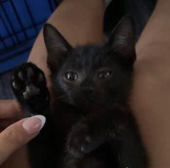 Rescue Domestic Short Hair Cats for Adoption in Land O