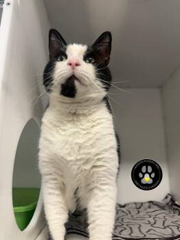 Domestic Short Hair Cats Available for Adoption in Delson, Quebec - Gandalf | PetCurious