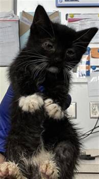 NONA -  Domestic Short Hair Cat Available for Adoption in Dallas, Texas - NONA | PetCurious